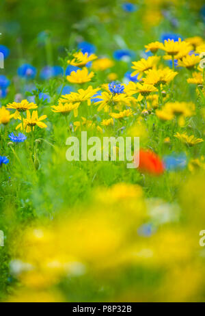 Des fleurs dans un champ marge dans un champ agricole aux Pays-Bas Banque D'Images