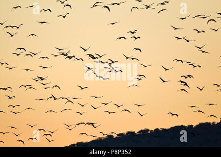 Grues en vol au coucher du soleil au-dessus de la Vallée de Hula Banque D'Images