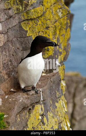 Petit pingouin sur birdcliff Banque D'Images