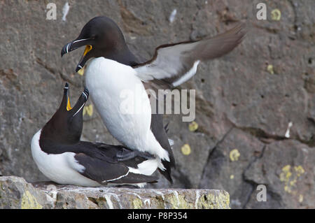 Les petits pingouins sur birdcliff Banque D'Images