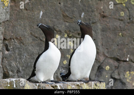 Deux petits pingouins sur birdcliff Banque D'Images