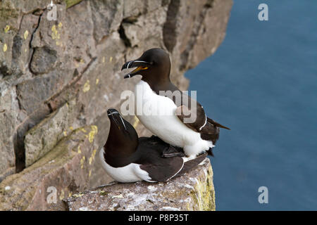 Voir de Petits Pingouins sur birdcliff Banque D'Images