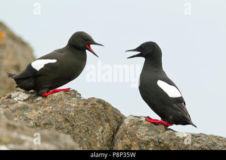 Afficher les guillemots noirs sur la côte rocheuse Banque D'Images