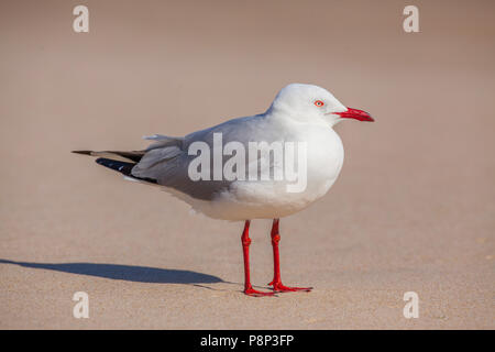 Goéland argenté (Chroicocephalus novaehollandiae) standing on beach Banque D'Images