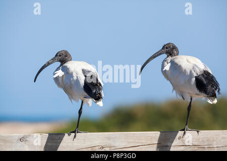 Deux Ibisses blanche australienne (Moluques Threskiornis) reposant sur le grillage Banque D'Images
