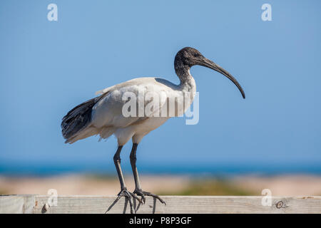 Australian White Ibis Threskiornis (clôture) debout sur moluques Banque D'Images