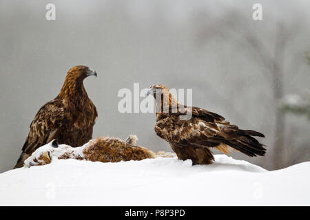 Paire de Golden Eagles près de proies dans le paysage d'hiver enneigé Banque D'Images