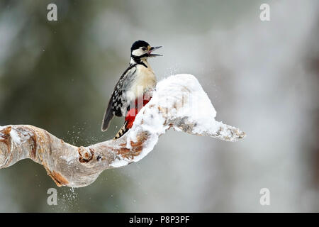 Pic d'appels sur snow-covered in winter landscape Banque D'Images