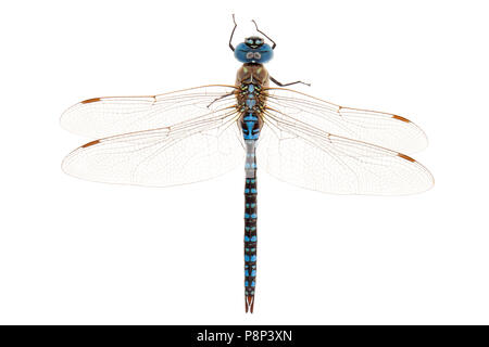 Blue-eyed Hawker isolé sur fond blanc Banque D'Images