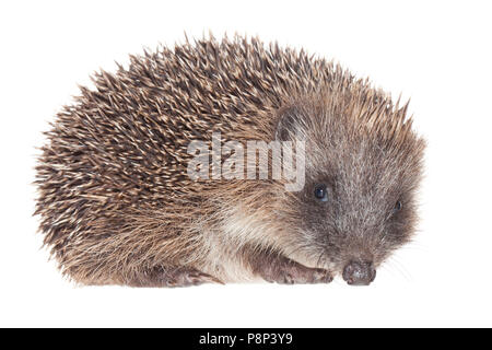 Hedgehog isolé sur fond blanc Banque D'Images