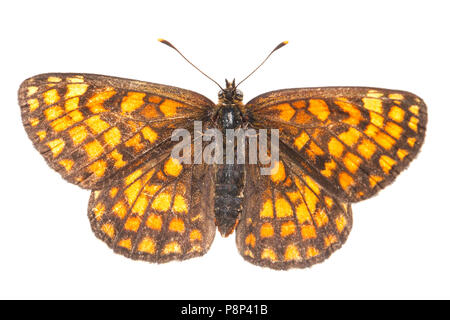 Heath fritillary isolé sur fond blanc Banque D'Images