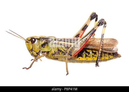 Grand marais isolés sauterelle sur un fond blanc. Banque D'Images