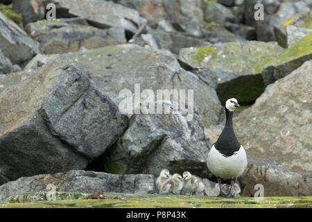 Une famille de bernaches nonnette à l'oiseau de falaise Alkefjellet. Balane se reproduit sur les falaises pour éviter la prédation. Les poussins éclosent après qu'ils ont à passer de la vire à l'eau. Banque D'Images