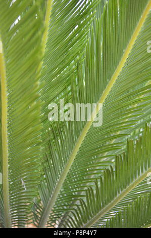 Cycas revoluta plant leafs Banque D'Images
