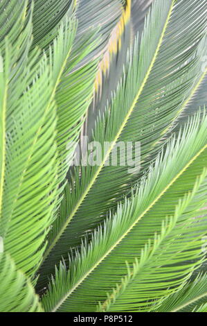 Cycas revoluta plant leafs Banque D'Images