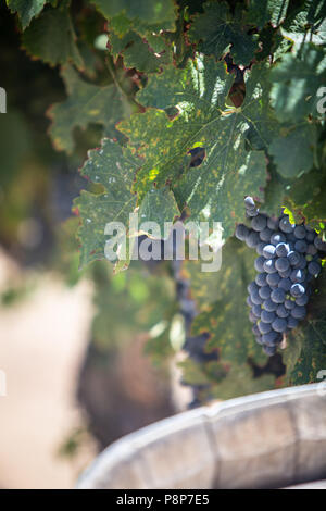 Raisins mûrs pour le vin sur le baril Banque D'Images