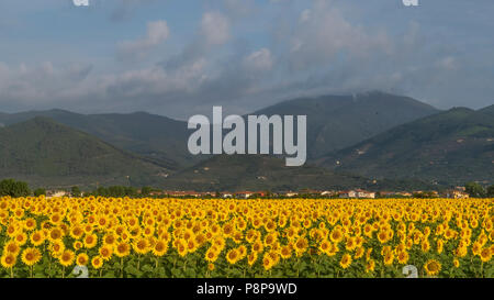 Beau Champ de tournesols avec en arrière-plan le Mont Serra couvert par un nuage, Pise, Toscane, Italie Banque D'Images