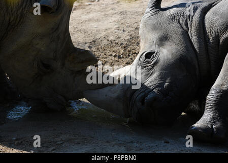 Madrid, Espagne. 12 juillet, 2018. Deux rhinocéros blanc en photo dans leur enclos au zoo de Madrid, où des températures élevées jusqu'à 34º degrés Celsius au cours de l'après-midi. Credit : Jorge Sanz/Pacific Press/Alamy Live News Banque D'Images