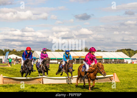 Poney Shetland steeple-chase au pays et game show Cheshire show ground, Tabley Cheshire Royaume Uni Banque D'Images