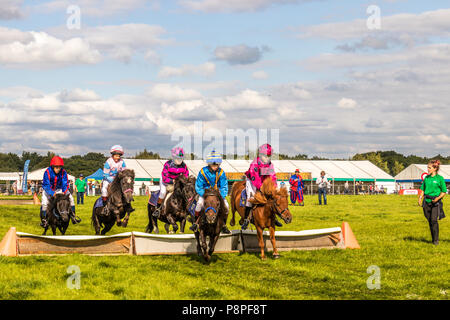 Poney Shetland steeple-chase au pays et game show Cheshire show ground, Tabley Cheshire Royaume Uni Banque D'Images