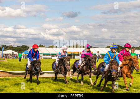 Poney Shetland steeple-chase au pays et game show Cheshire show ground, Tabley Cheshire Royaume Uni Banque D'Images