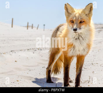 Un beau rouge fox sur la plage de Island Beach State Park Banque D'Images