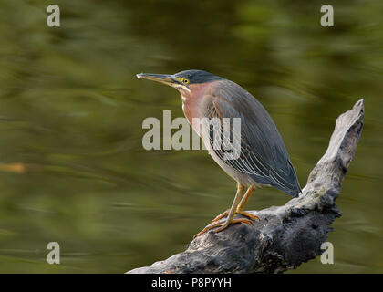 Portrait d'héron vert (Butorides virescens) perché sur une branche au lac Merrit, Oakland California Banque D'Images