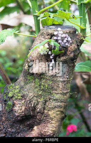 Petits champignons blancs en forme de croissant sur une souche d'arbre au Costa Rica. Banque D'Images