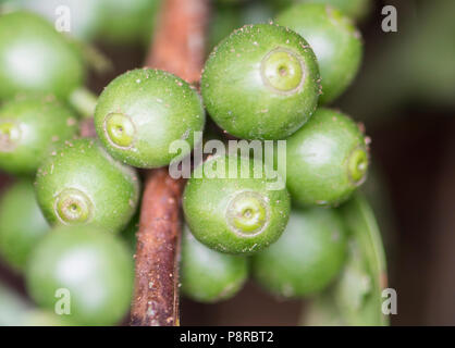 Gros plan du café vert sur une usine de café. Costa Rica campagne ferme de café Banque D'Images