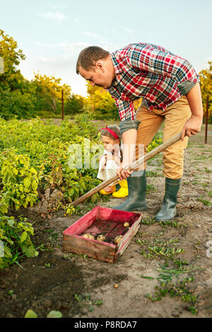 L'agriculture, le jardinage, l'agriculture et de personnes concept - jeune homme la plantation des pommes de terre à jardin ou ferme Banque D'Images