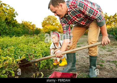 L'agriculture, le jardinage, l'agriculture et de personnes concept - jeune homme la plantation des pommes de terre à jardin ou ferme Banque D'Images