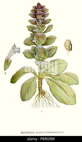 . 8103 Ajuga pyramidalis Banque D'Images