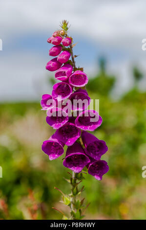 Politique digitale (Digitalis purpurea) à West Cork, Irlande avec un flou hors contexte et l'espace de copie. Banque D'Images