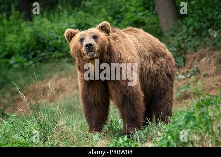 Kamchatka (ours brun Ursus arctos beringianus). Manteau de fourrure marron, de danger et d'animaux agressifs. Gros ours brun de Russie. Banque D'Images