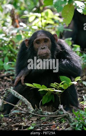 L'Est de chimpanzé (Pan troglodytes schweinfurthii) féminin assis pensivement en forêt tropicale, le Parc National de Gombe Stream, en Tanzanie | conditions dans le monde entier Banque D'Images