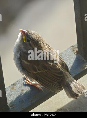 Moineau domestique (Passer domesticus), l'envol des oiseaux, fraîchement jeune Espagne | Le monde d'utilisation Banque D'Images