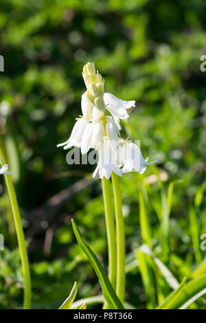 White espèces du Bluebell Hyacinthoides hispanica Espagnol Banque D'Images