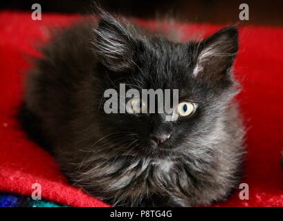 Chaton noir à poils longs cinq semaines sur une couverture rouge Banque D'Images