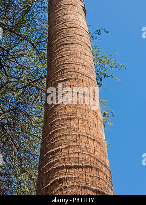 Libre de grande date palm tronc de l'arbre vertical avec écorce texturée Banque D'Images