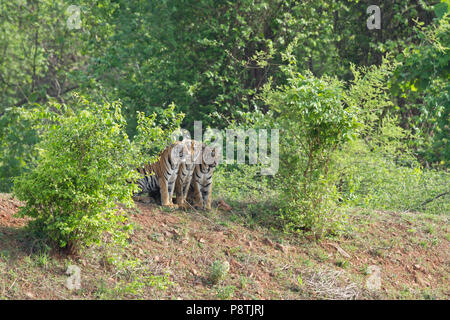 Tigre du Bengale Royal ou Panthera tigris Tigris d'oursons au Parc National de Tadoba, Maharashtra, Inde Banque D'Images