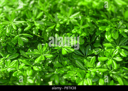 La végétation verte close-up après-midi ensoleillé en arrière-plan Banque D'Images