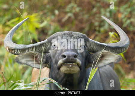 Le buffle d'eau ou Bubalus bubalis ou buffle d'Asie à l'intérieur du parc national de Kaziranga Assam en Inde Banque D'Images