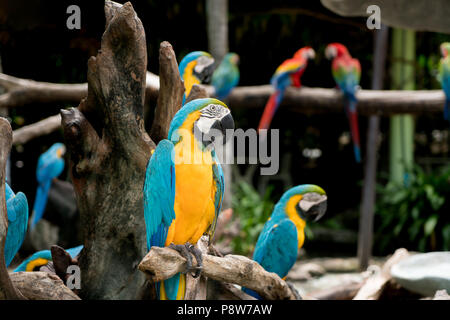 Blue and Gold macaw oiseau posé sur une branche d'arbre en forêt. Banque D'Images