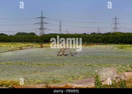 Centre du pivot du système d'irrigation des cultures de la rampe en usage durant la sécheresse en champ avec paillis de plastique pour retenir l'humidité et d'éliminer les mauvaises herbes york Royaume-Uni Banque D'Images