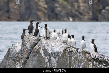 Les guillemots communs ou les Guillemots marmettes (Uria allge) sur un éperon rocheux, Noss, Shetland Banque D'Images