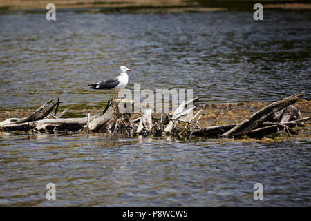 Un goéland à manteau noir ona permanent treestump morts dans un lac, Banque D'Images