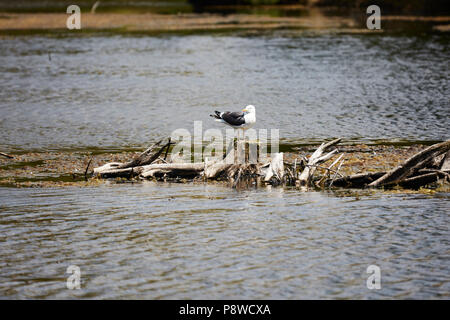 Un goéland à manteau noir ona permanent treestump morts dans un lac, Banque D'Images