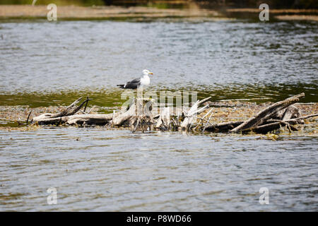 Un goéland à manteau noir ona permanent treestump morts dans un lac, Banque D'Images