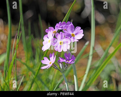 Primevères (Primula farinosa Birdseye) Waitby Greenriggs à réserve naturelle en Cumbria, Angleterre, Royaume-Uni Banque D'Images