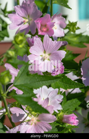 Malva sylvestris dans le jardin près de la ferme Banque D'Images